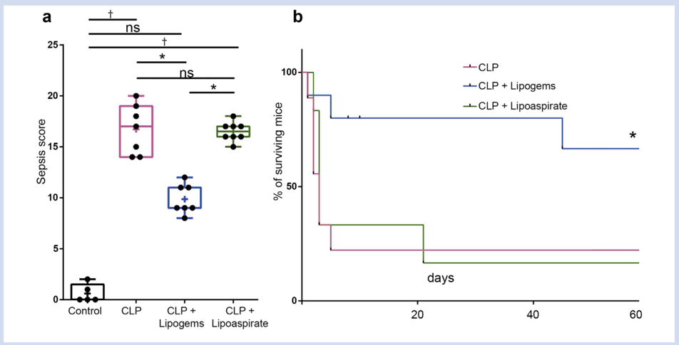 Key visual for micro-fragmented-fat-injection-reduces-sepsis-induced-acute-inflammatory-response-in-a-mouse-model