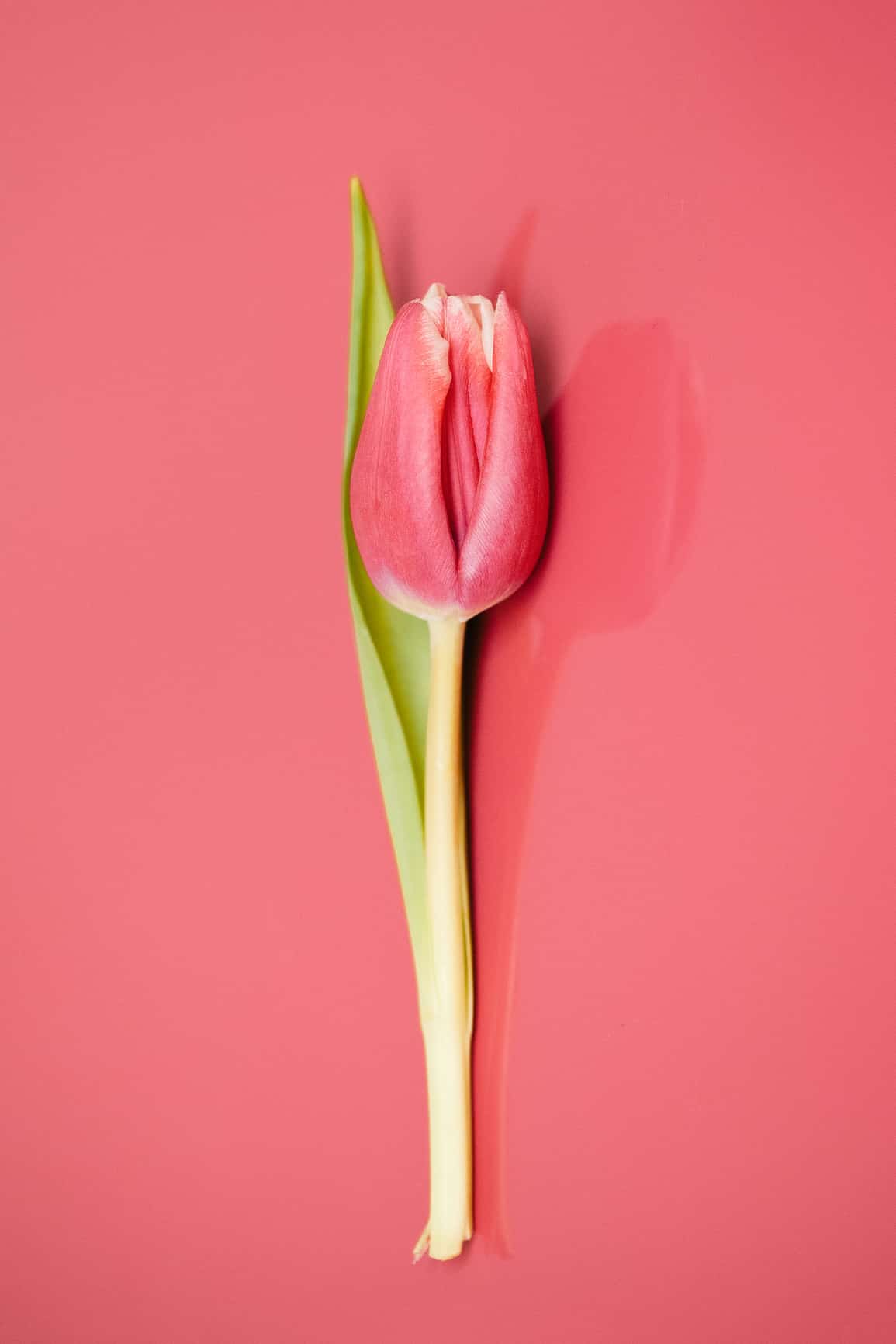 Lipogems La Rivoluzione della Medicina Rigenerativa per la Salute Intima Femminile