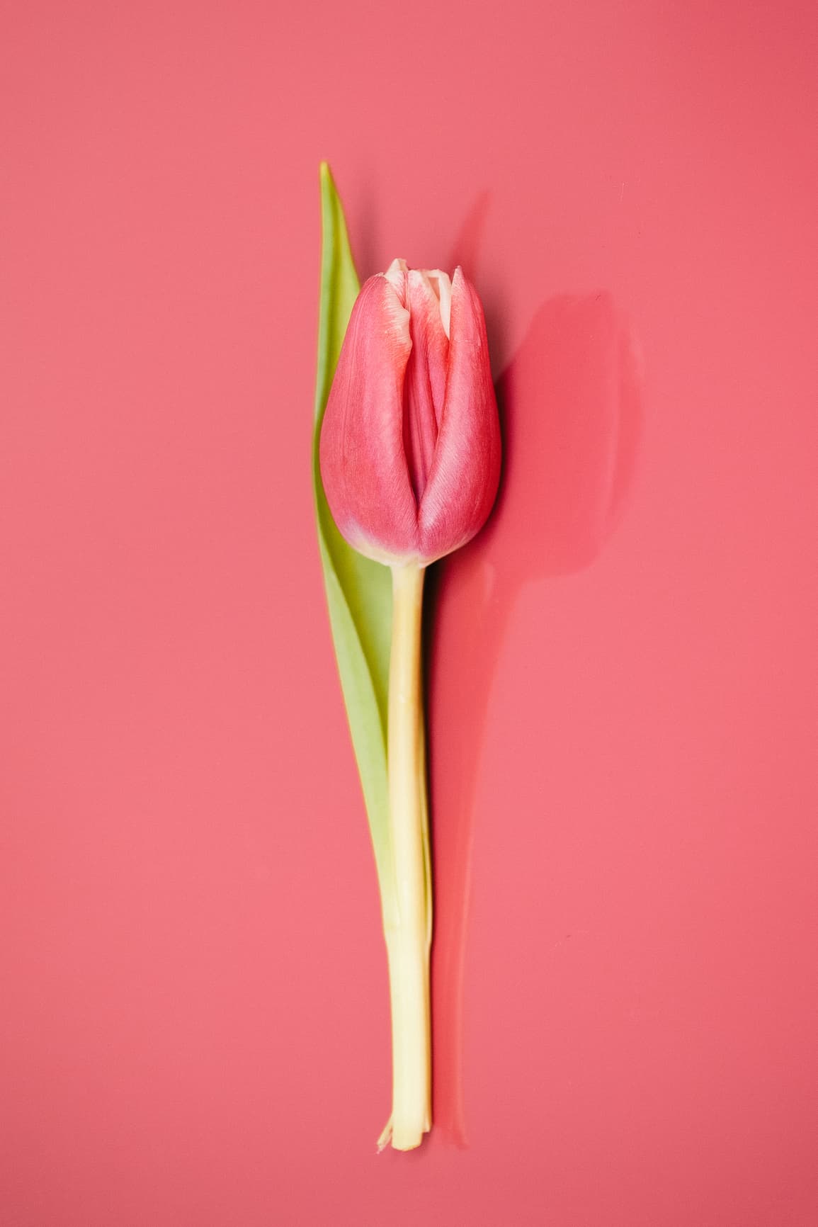 Lipogems: The Regenerative Medicine Revolution for Female Intimate Health