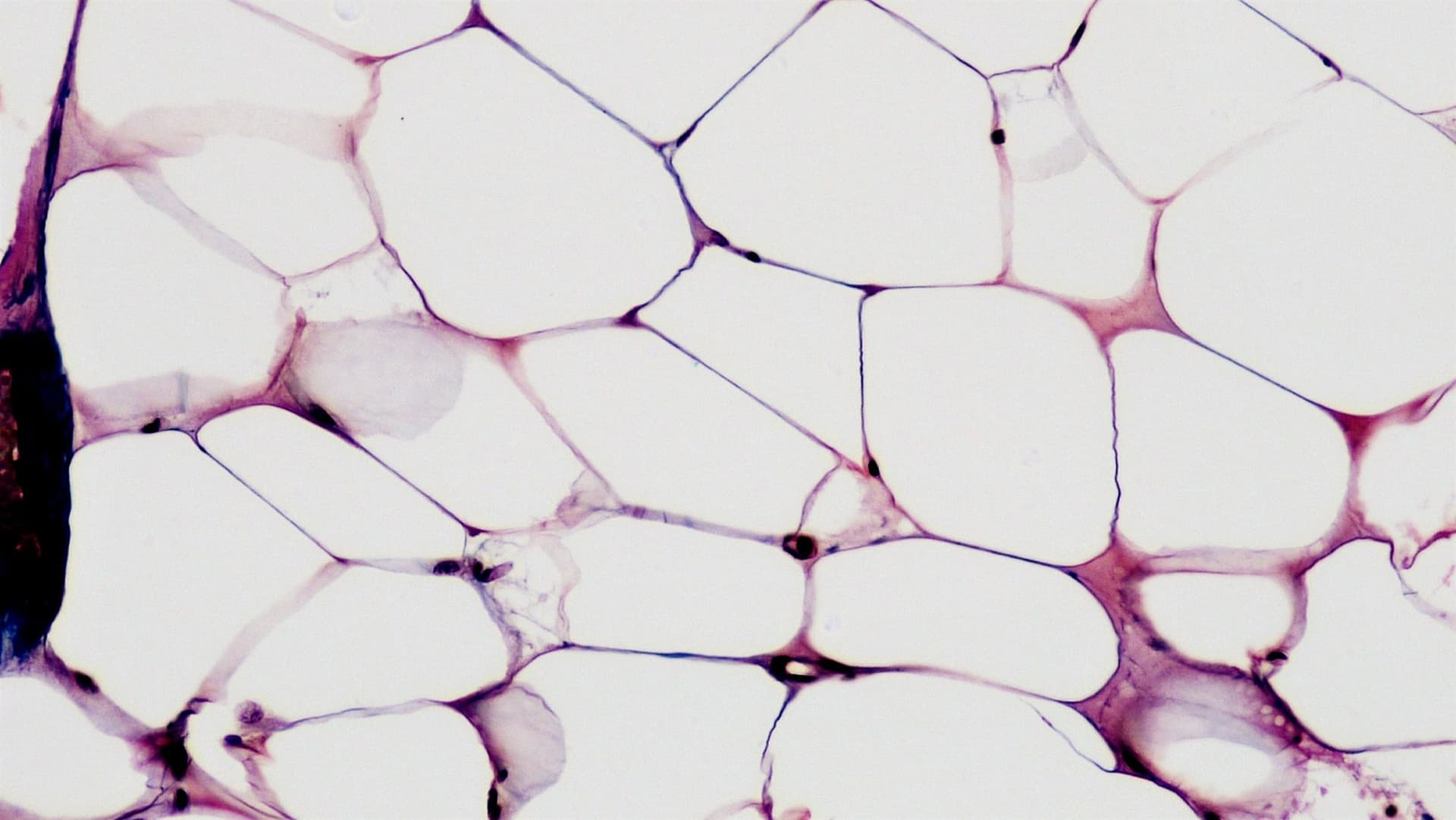 Che cosa sono i peptidi e come agiscono