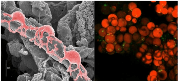 Key visual for micro-fractured-adipose-tissue-graft-lipogems-regenerative-surgery-and-potential-outcomes-for-infectious-and-cancer-diseases
