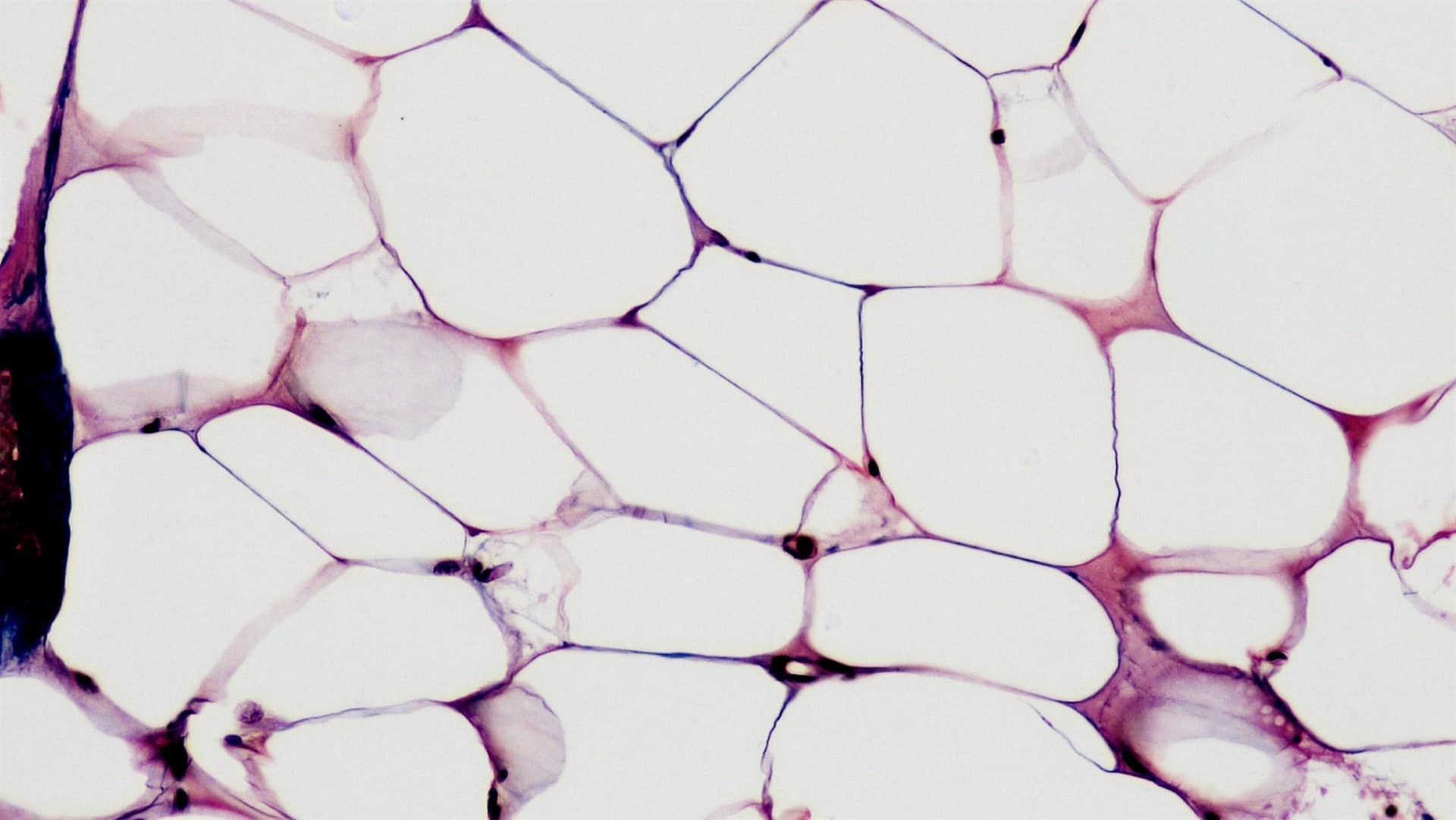 Regenerative Medizin: Was ist das und wie funktioniert sie