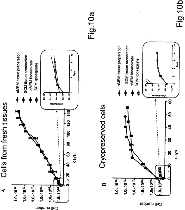 Key visual for preparation-and-method-for-producing-a-preparation-comprising-mesenchymal-stem-cells