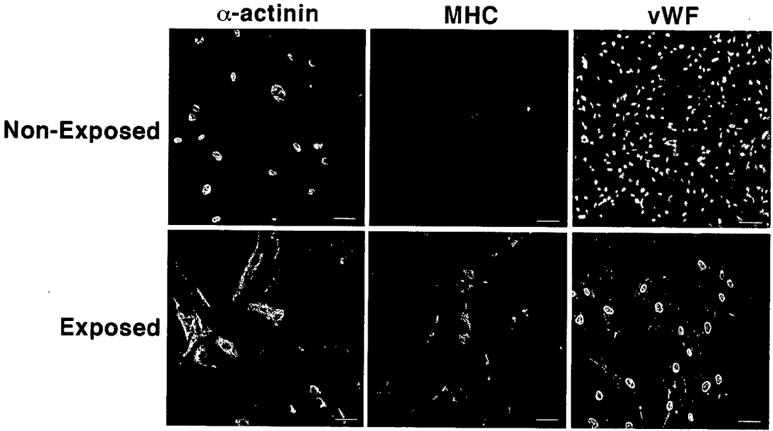 Key visual for method-and-device-for-preparing-non-embryonic-stem-cells-us-14415579