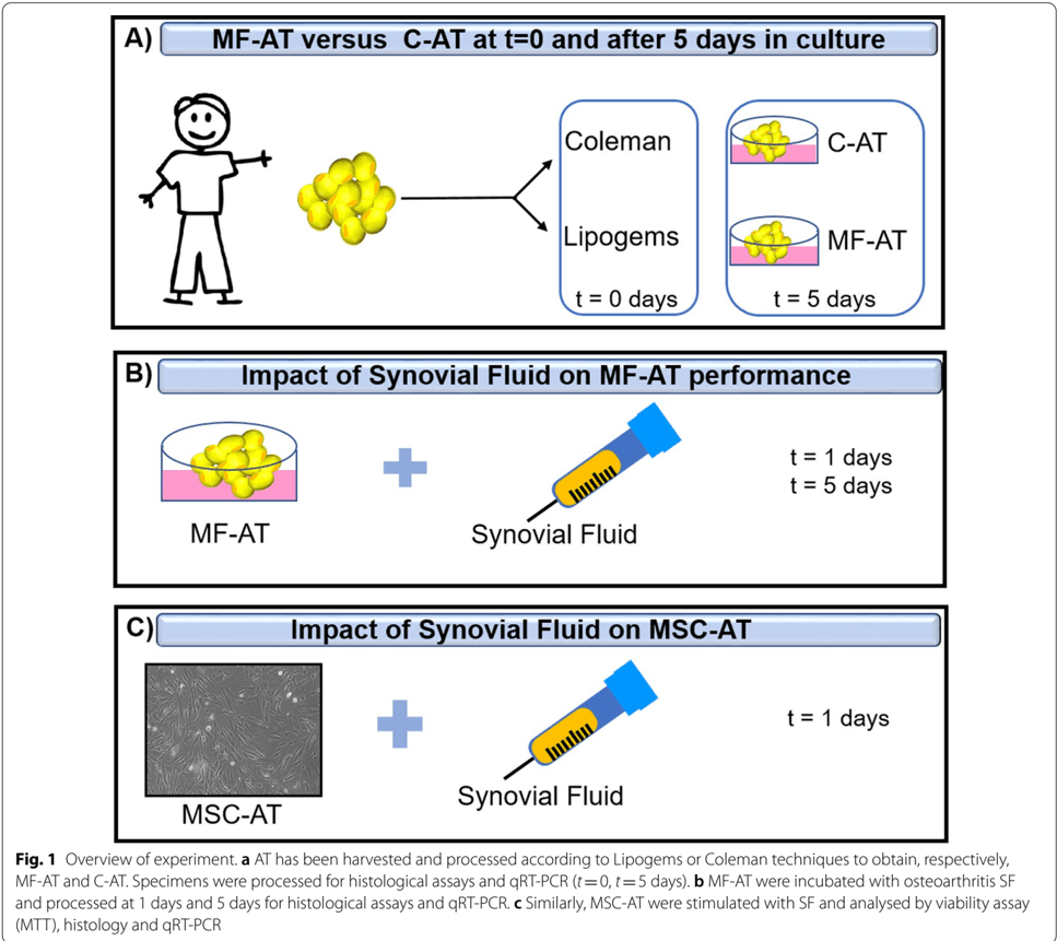 Key visual for casari-2021