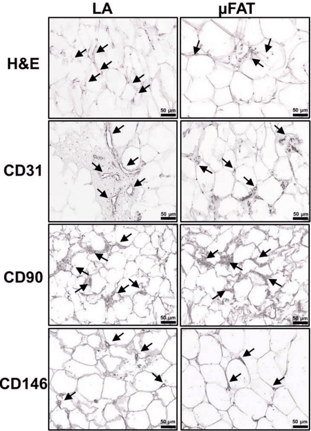 Key visual for ragni-2022