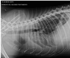 Key visual for case-report-microfragmented-adipose-tissue-drug-delivery-in-canine-mesothelioma-a-case-report-on-safety-feasibility-and-clinical-findings