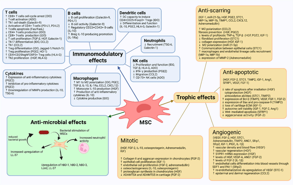 Key visual for primorac-2022