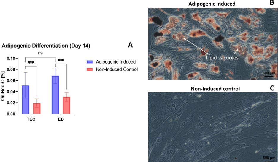 Key visual for successful-isolation-of-viable-stem-cells-from-cryopreserved-microfragmented-human-adipose-tissue-from-patients-with-knee-osteoarthritis-a-comparative-study-of-isolation-by-tissue-explant-cu