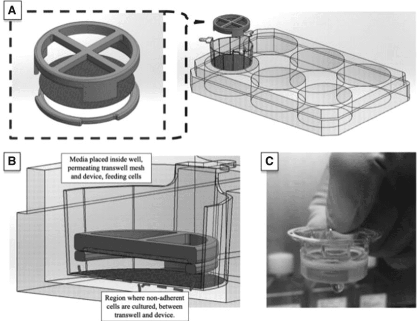 Key visual for comparison-of-clinically-relevant-adipose-preparations-on-articular-chondrocyte-phenotype-in-a-novel-in-vitro-co-culture-model