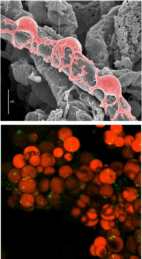 Key visual for tremolada-2022