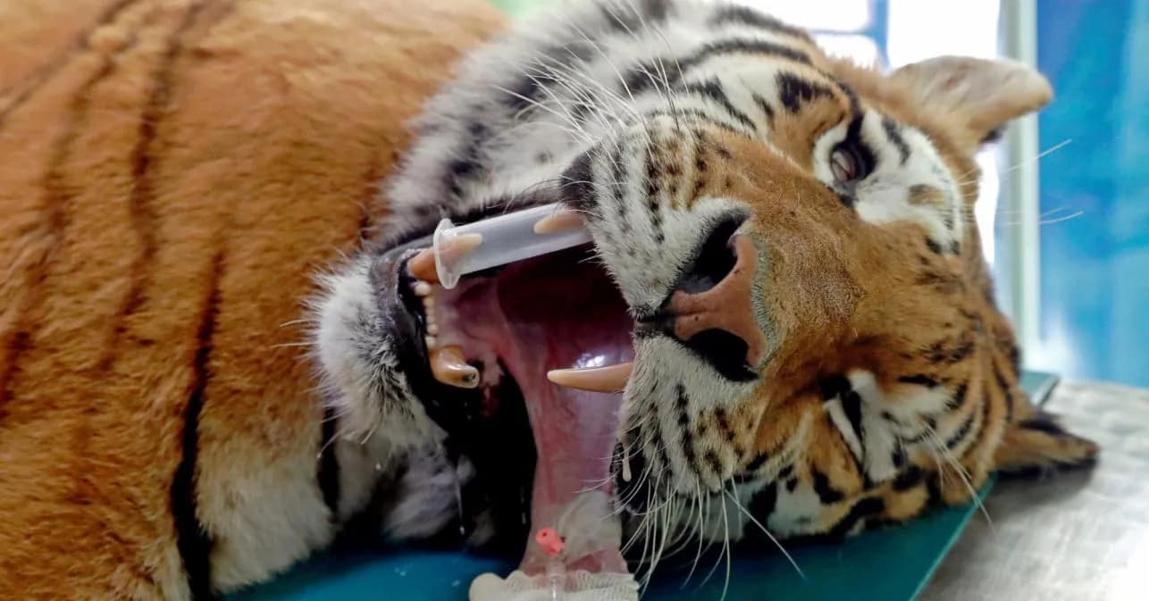 Anwendungen der Lipogems®-Technologie in der Tigerbehandlung